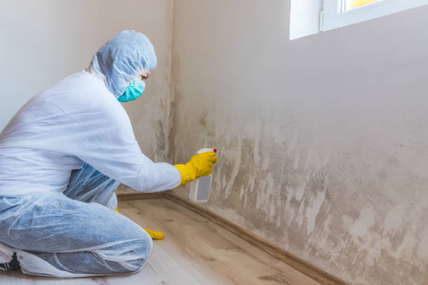 Licensed Basement Mold Remediation service in Bethesda, MD - Car Mold Remediation