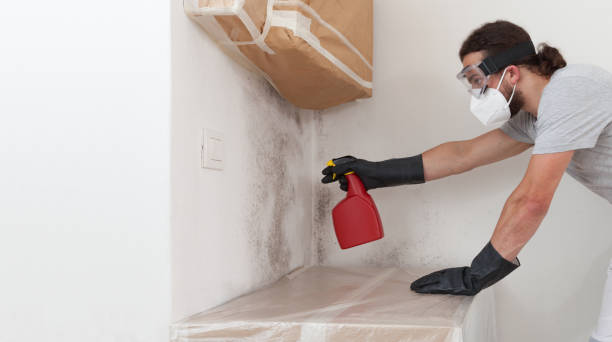 Professional Basement Mold Remediation technician working in Bethesda, MD