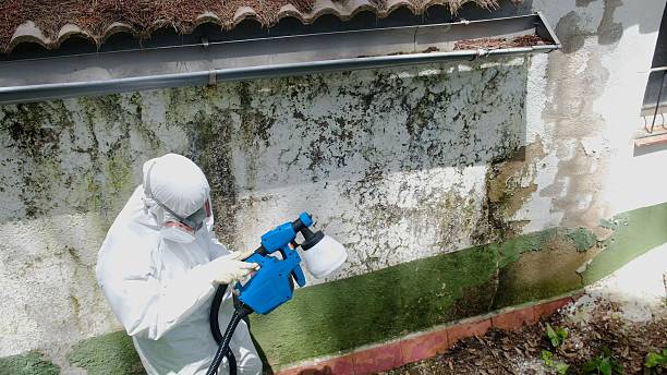 Top rated local Basement Mold Remediation specialists in Bethesda, MD